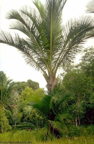 Sago - Metroxylon sagu - Саговая пальма